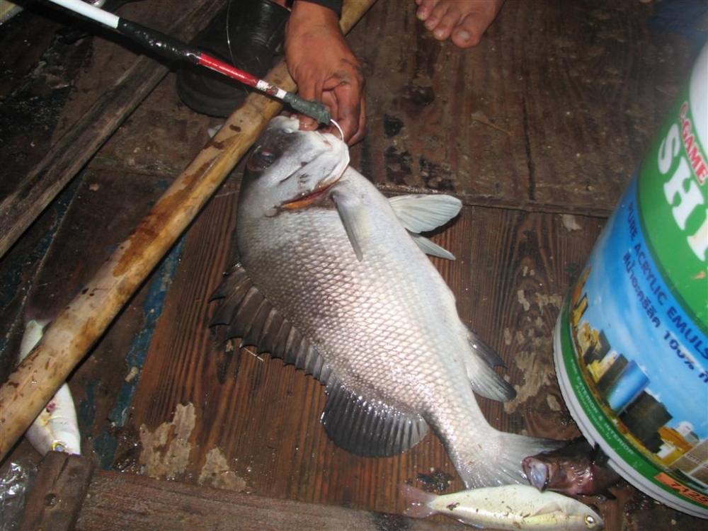 ปลาปากหมูไซค์กำลังกิน :grin: :grin: :grin: :grin: :grin: