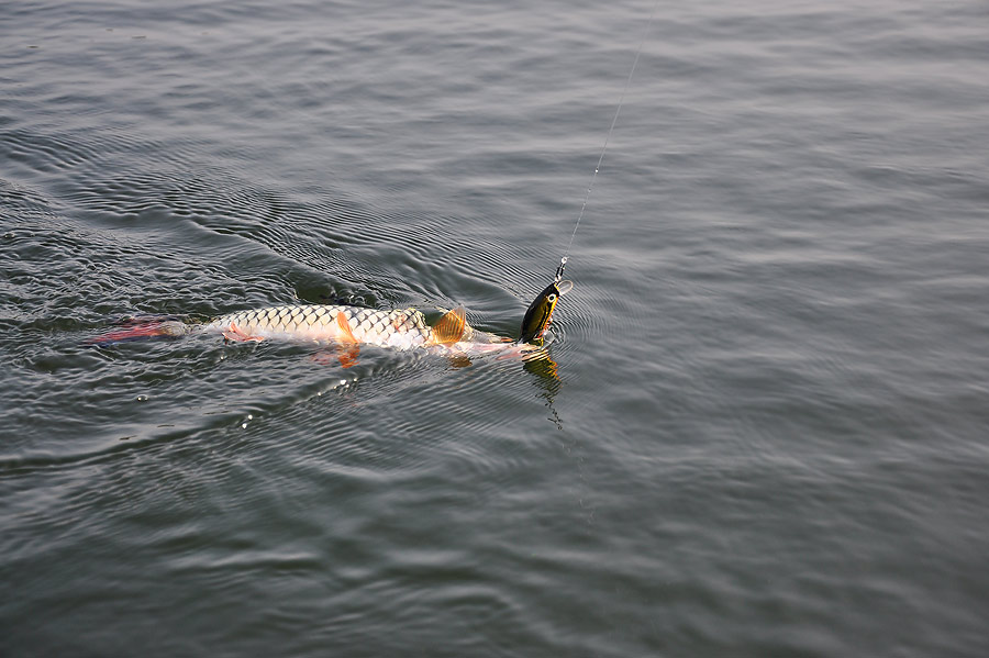 L-MINNOW นี่มันดีจริงๆ :laughing: