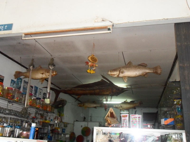 ดูสิครับมีปลาแหวกว่ายอยู่บนเพดานร้านน้าริน หลายตัวเลย ทุกตัวผ่านกรรมวิธี สต๊าฟ โดยน้ารินเองครับ ฝีมื