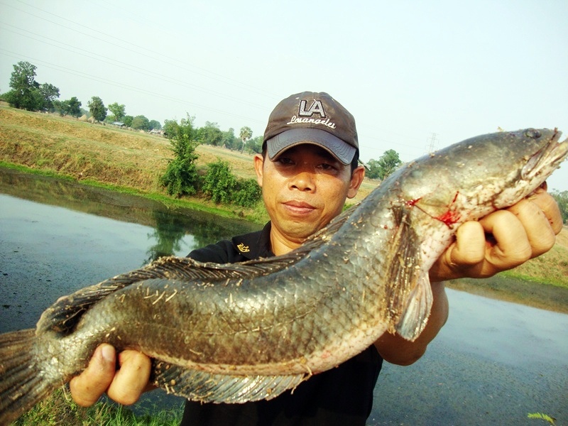 [center][b]ตัวนี้ คุณพ่อบ้านขอหล่อเลยค่ะ

 :grin: :grin:[/b][/center]