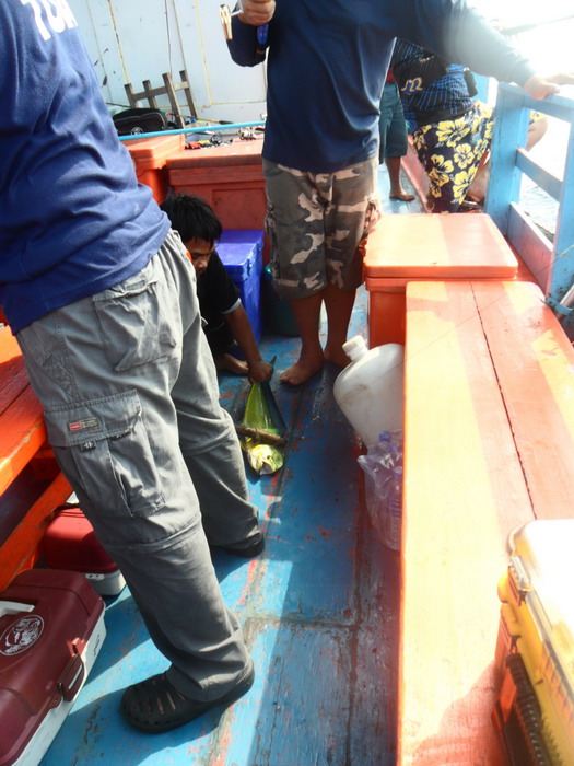 หัวเรือปลาขึ้นมากันพรึบพลับ เอ้า จัดไปครับทุกตัวเป็นกองกลางค๊าบ ช่วยกันทำมาหิกินได้เล็มที่ ความมันส์