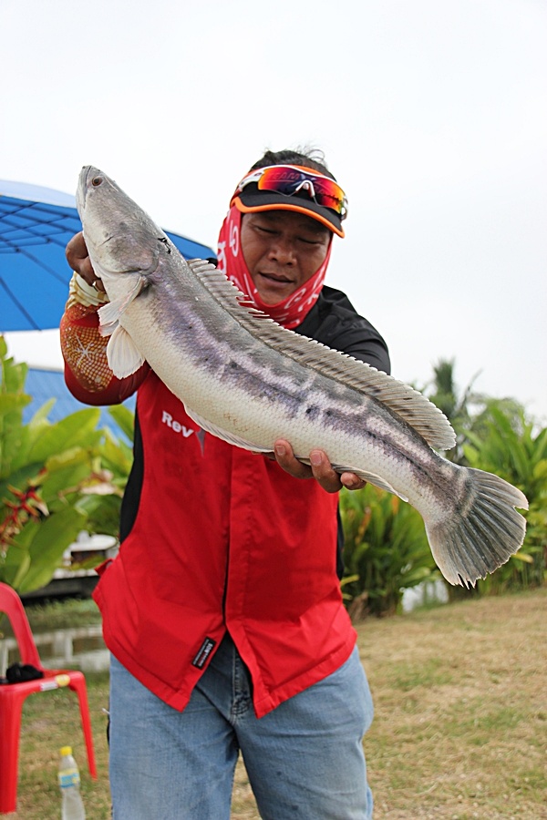 เปิดฉากการแข่งขันด้วยชะโดตัวเขื่องของน้าเมธครับ.......สมกับที่ขนอาวุธมาเพียบจริงๆ :cheer: :cheer: :c