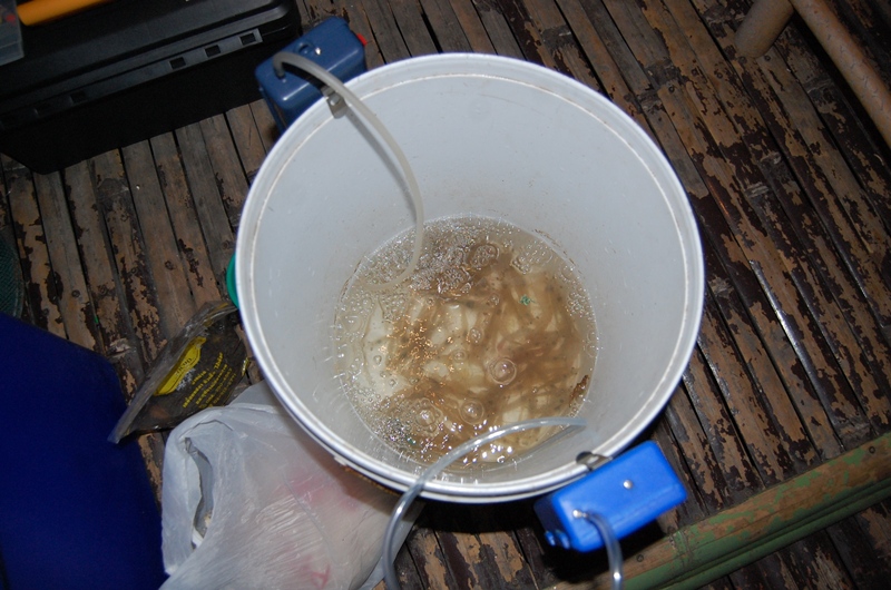 จัดกุ้งขาวอีกกว่า 100 ตัวใหญ่น่า(คน)กินมากๆ