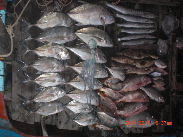 กลับถึงท่าเรือคำก็เก็บภาพปลารวมหน