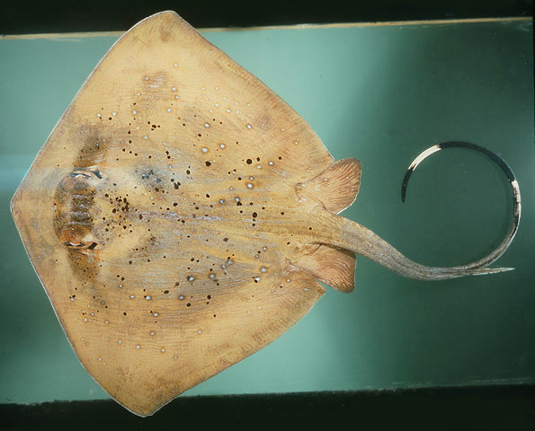 ปลากระเบนจุดฟ้า
Neotrygon kuhlii   (Müller & Henle, 1841)  
Blue-spotted stingray  
ขนาด 45-