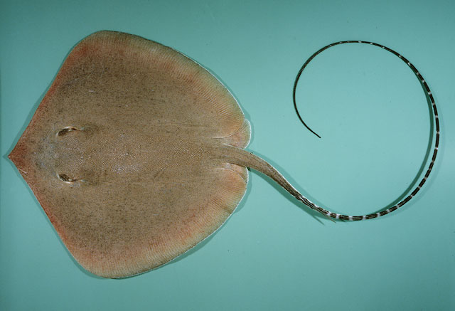 ปลากระเบนจุดขาว
Himantura gerrardi   (Gray, 1851)  
Sharpnose stingray  
ขนาด 170cm