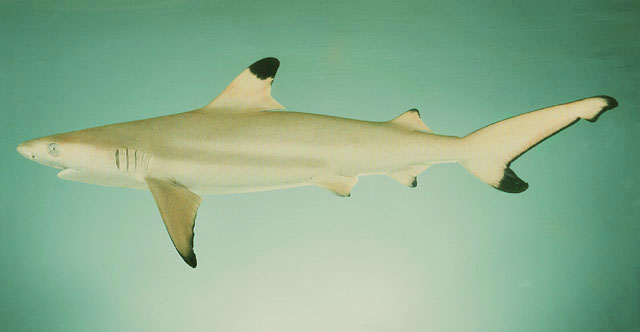 ปลาฉลามหุดำ
Carcharhinus melanopterus   (Quoy & Gaimard, 1824)  
Blacktip reef shark  
ขนาด 120-2