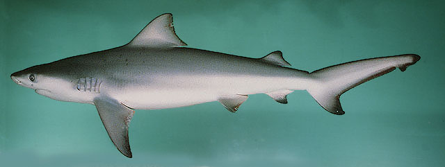 ปลาฉลามหัวบาตร
Carcharhinus leucas   (Müller & Henle, 1839)  
Bull shark  
ขนาด 180-300cm
