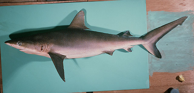 ปลาฉลามปะการังสีเทา
Carcharhinus amblyrhynchos   (Bleeker, 1856)  
Blacktail reef shark  
ขนาด 20
