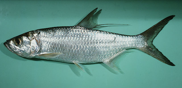 ปลาตาเดือน ตาเหลือก
Megalops cyprinoides   (Broussonet, 1782)  
Indo-Pacific tarpon  
ขนาด 100 cm