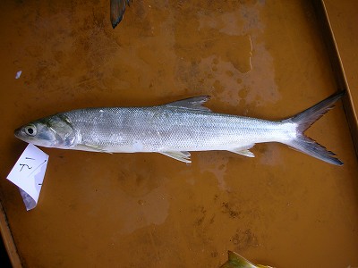 ปลาตาเหลือกยาว ข้าวเหนียวบูด
Elops hawaiensis   Regan, 1909  
Hawaiian ladyfish  
ขนาด 100cm