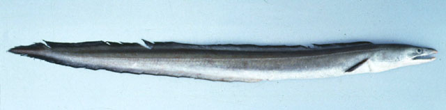ปลายอดจากหูยาว
Muraenesox cinereus   (Forsskål, 1775)  
Daggertooth pike conger  
ขนาด 120-