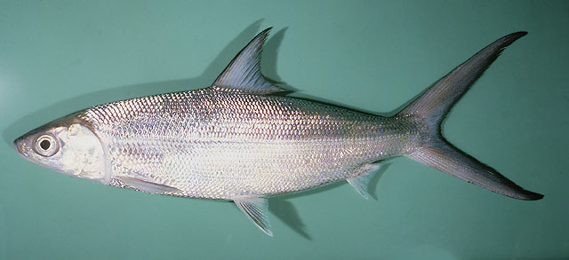 ปลานวลจันทร์ทะเล รัญจาน
Chanos chanos   (Forsskål, 1775)  
Milkfish 
ขนาด 120cm 
