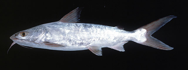ปลาริวกิว ทูกัง
Netuma thalassina   (Rüppell, 1837)  
Giant catfish  
ขนาด 150cm