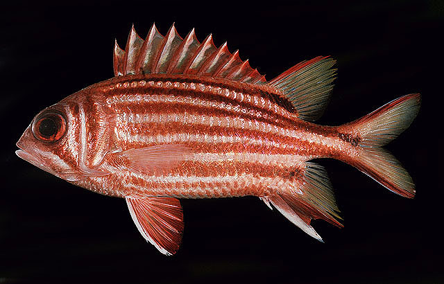 ปลากระรอกแดง ระกำ
Sargocentron rubrum   (Forsskål, 1775)  
Redcoat  
ขนาด 30cm
