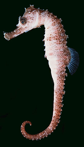 ม้าน้ำ
Hippocampus kuda   Bleeker, 1852  
Spotted seahorse  
ขนาด 10cm
