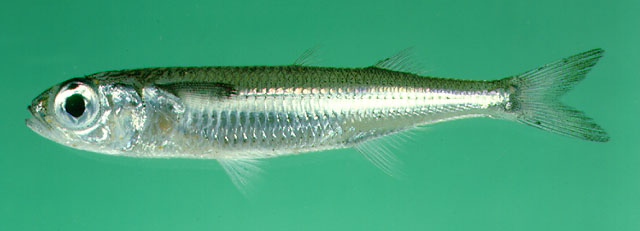 ปลาหัวตะกั่ว ข้างเงิน หัวแข็ง เหล็กโคน
Atherinomorus lacunosus   (Forster, 1801)  
Hardyhead silve