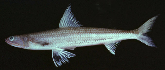 ปลาปากคมครีบสั้น
Saurida micropectoralis   Shindo & Yamada, 1972  
Shortfin lizardfish  
ขนาด 35c