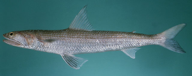 ปลาปากคมใหญ่
Saurida tumbil   (Bloch, 1795)  
Greater lizardfish 
ขนาด 50cm


