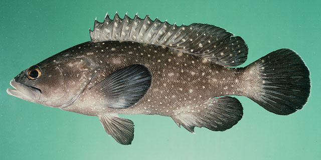 ปลาเก๋าจุดขาว
Epinephelus coeruleopunctatus   (Bloch, 1790)  
Whitespott