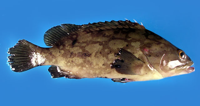 ปลาเก๋าตุ๊กแก
Epinephelus erythrurus   (Valenciennes, 1828)  
Cloudy gro