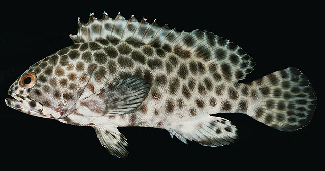 ปลาเก่าตุ๊กแก
Epinephelus quoyanus   (Valenciennes, 1830)  
Longfin grou