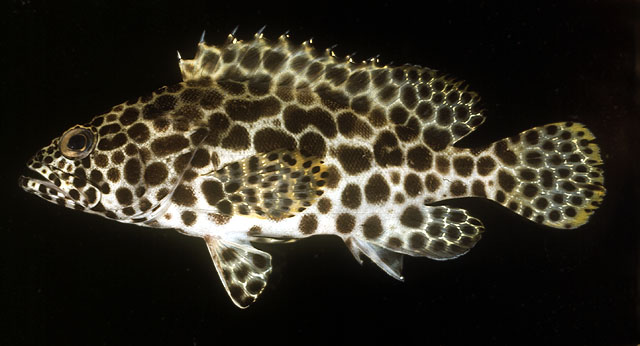 ปลาเก๋าลายรังผึ้ง
Epinephelus merra   Bloch, 1793  
Honeycomb gr
