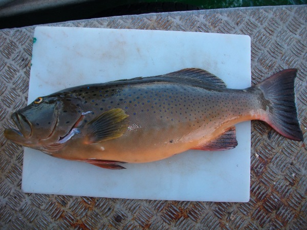ปลากุดสลาดเหลืองจุดฟ้า
Plectropomus maculatus   (Bloch,