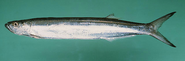 ปลาดาบลาว ปลาฝักพร้า
Chirocentrus dorab   (Forsskål, 17