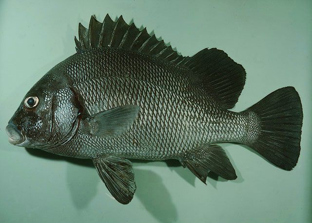 ปลาสร้อยนกเขาปากหมู
Plectorhinchus gibbosus   (Lacepèd