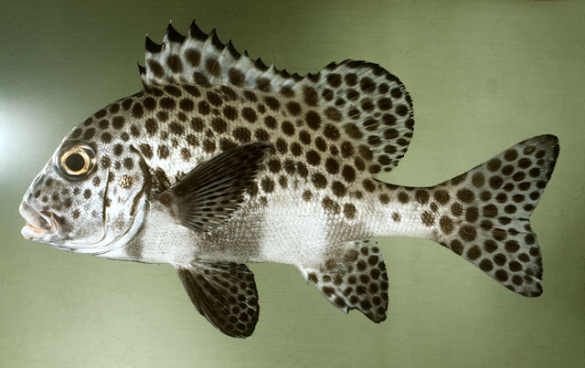 ปลาสร้อยนกเขาดอกดำ
Plectorhinchus chaetodonoides   Lacepè