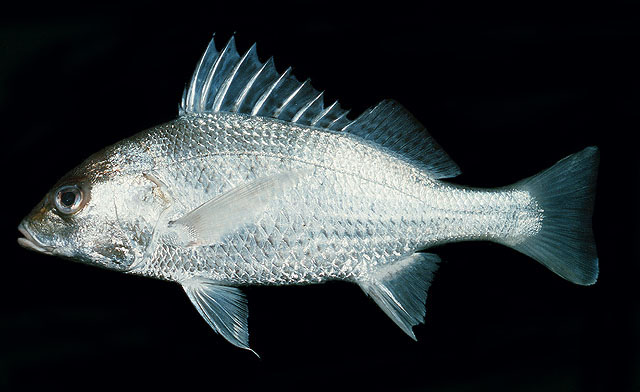 ปลาสีกรุด
Pomadasys kaakan   (Cuvier, 1830)  
Javelin grunter  
ขนาด 70