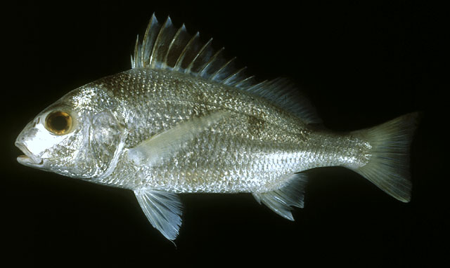 กะทิขูด
Pomadasys maculatus   (Bloch, 1793)  
Saddle grunt  
ขนาด 50cm
