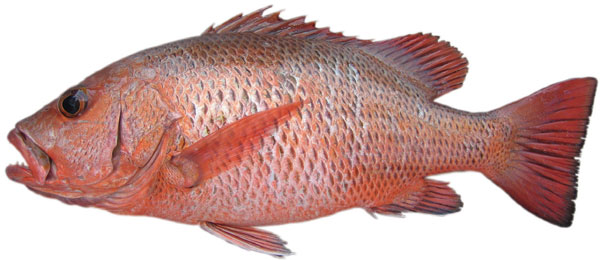 ปลากะพงแดงปากแม่น้ำ แดงเขี้ยว
Lutjanus arge