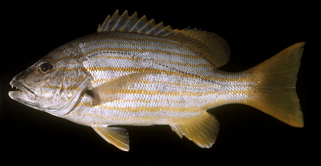 ปลากะพงข้างทอง
Lutjanus carponotatus   (Richardson, 1842)  
Spanish flag snapper  
ขนาด 40cm
