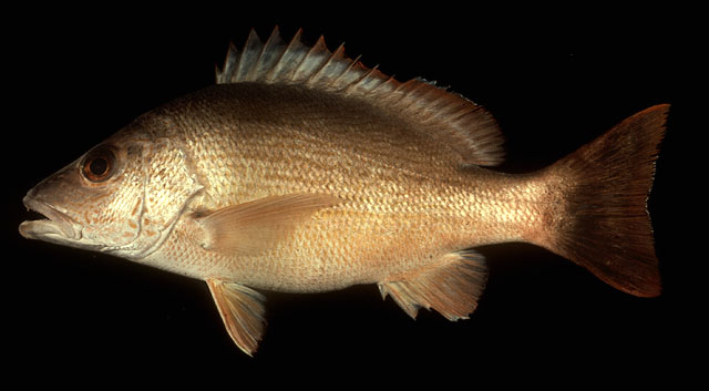 ปลากะพงแดงลายน้ำตาล
Lutjanus lemniscatus   (Valenciennes, 1828)  
Yellowstreaked snapper  
ขนาด 6