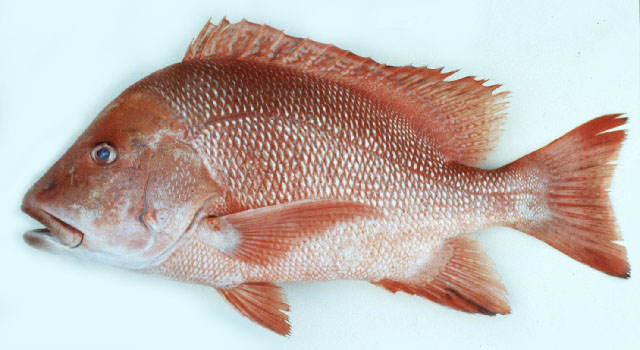 ปลากะพงแดงหน้าตั้ง
Lutjanus sebae   (Cuvier, 1816)  
Emperor red snapper  
ขนาด 90cm
