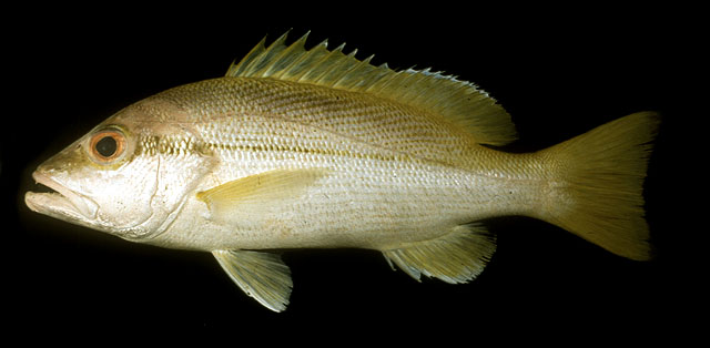 ปลากะพงข้างแถว
Lutjanus vitta   (Quoy & Gaimard, 1824)  
Brownstripe red snapper 
ขนาด 40cm
