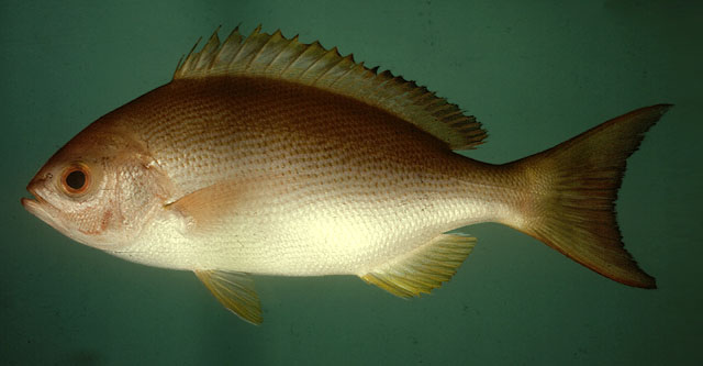 แดงตาดำ
Pinjalo pinjalo   (Bleeker, 1850)  
Pinjalo  
ขนาด 80cm
