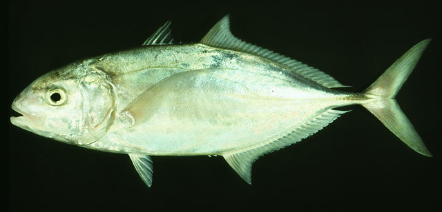 มงหัวกลม
Carangoides gymnostethus   (Cuvier, 1833)  
Bludger  
ขนาด 90cm
