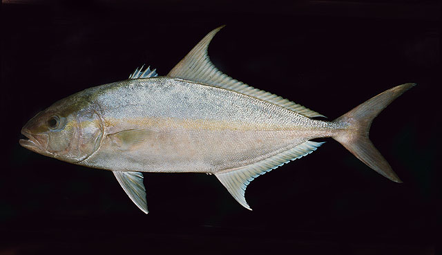 ปลาสำลีน้ำลึก
Seriola rivoliana   Valenciennes, 1833  
Longfin yellowtai
