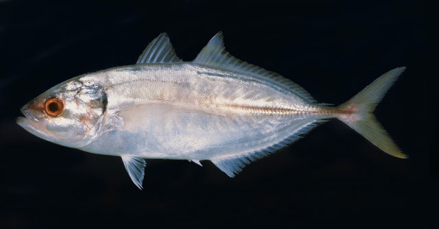 ปลาสีกุนบั้ง
Atule mate   (Cuvier, 1833)  
Yellowtail scad  
ขนาด