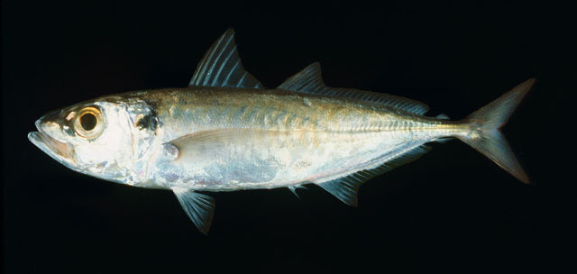 ปลาทูแขก
Decapterus russelli   (Rüppell, 1830)  
Indian scad  
ขนาด 