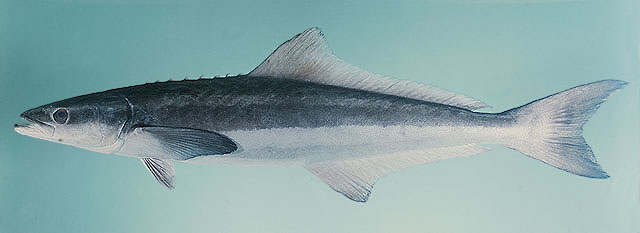ปลาช่อนทะเล
Rachycentron canadum   (Linnaeus, 1766)  
Cobia  
ขนาด 