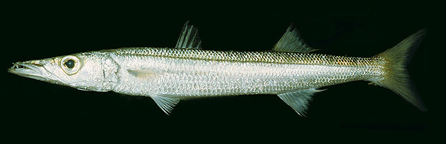 ปลาสากเหลือง
Sphyraena flavicauda   Rüppell, 1838  
Yellowtail barrac