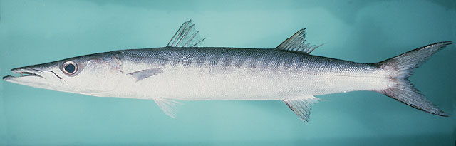 ปลาสากเขียว ไอแอค
Sphyraena putnamae   Jordan & Seale, 1905  
Sawtooth barracuda  
ขนาด 60cm
