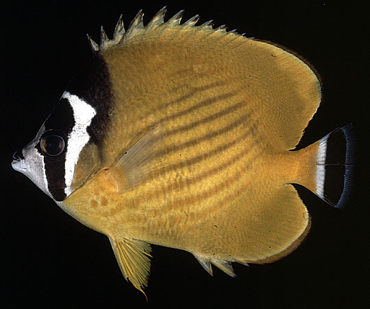 ปลาผีเสื้อเหลืองชุมพร
Chaetodon wiebeli   Kaup, 1863  
Hongkong butterflyfish 
ขนาด 20cm
