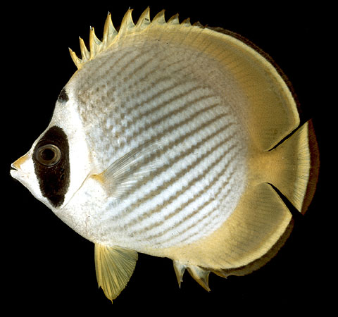 Chaetodon adiergastos   Seale, 1910  
Philippine butterflyfish  
ขนาด 20cm 
****************ตัวนั