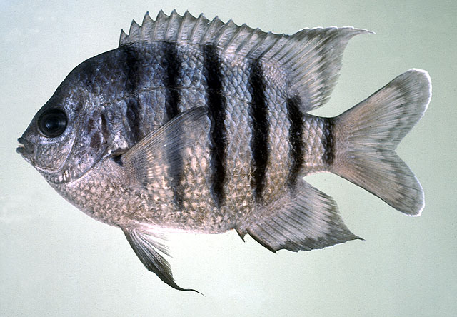 ปลาสลิดหินบั้งหางมน
Abudefduf bengalensis   (Bloch, 1787)  
Bengal sergeant  
ขนาด 15cm