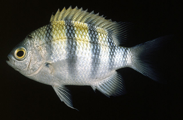 ปลาสลิดหินบั้ง
Abudefduf vaigiensis   (Quoy & Gaimard, 1825)  
Indo-Pacific sergeant  
ขนาด 12cm